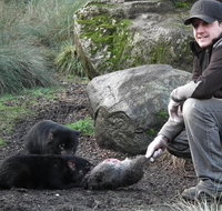 After Dark Tasmanian Devil Feeding Tour at Cradle Mountain - Accommodation QLD