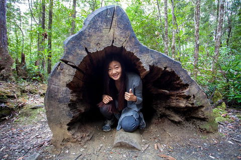 Tahune Airwalk Active Day Trip From Hobart Including Hastings Caves - Accommodation QLD 5