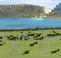 Cruise Ship Excursion Stanley - Accommodation QLD