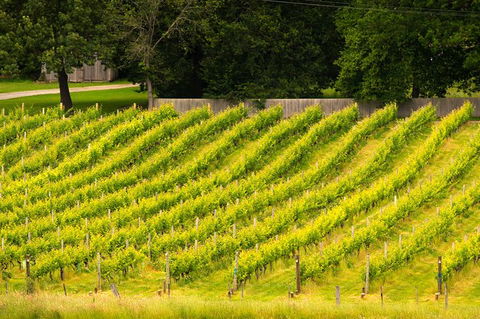All Inclusive Wine Tour Up The Derwent Valley Hobart: Local Wines & Cheeses - Accommodation QLD 3