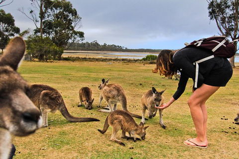 4-Day Fabulous Tasmania Tour: Wineglass Bay, Port Arthur, Devils & Bruny Island - Accommodation QLD 5