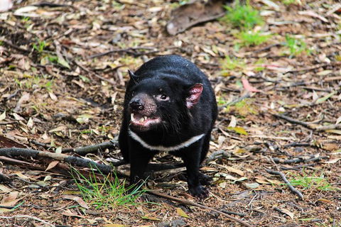 4-Day Fabulous Tasmania Tour: Wineglass Bay, Port Arthur, Devils & Bruny Island - Accommodation QLD 4