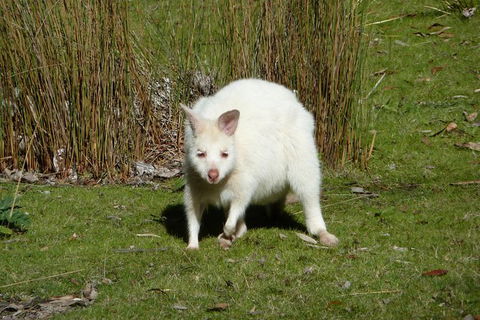 4-Day Fabulous Tasmania Tour: Wineglass Bay, Port Arthur, Devils & Bruny Island - Accommodation QLD 2