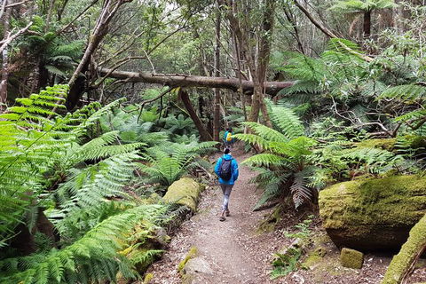 Mt. Wellington Morning Hike + Afternoon Beer & History Walk - Accommodation QLD 7