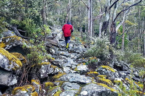 Mt. Wellington Morning Hike + Afternoon Beer & History Walk - Accommodation QLD 8
