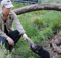 1-Hour Tasmanian Devil Feeding Day Tour at Cradle Mountain - Accommodation QLD