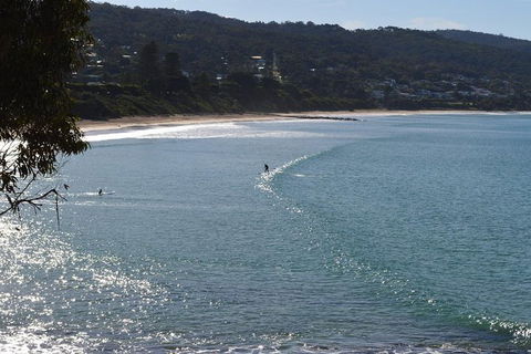 PRIVATE Great Ocean Road Tour And 12 Apostles With Wildlife Spotting - Accommodation QLD 6