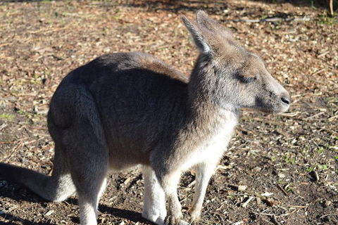 PRIVATE Great Ocean Road Tour And 12 Apostles With Wildlife Spotting - Accommodation QLD 2