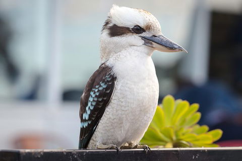 PRIVATE Great Ocean Road Tour And 12 Apostles With Wildlife Spotting - Accommodation QLD 9
