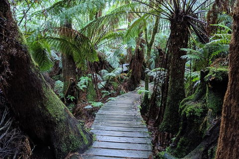 PRIVATE Great Ocean Road Tour And 12 Apostles With Wildlife Spotting - Accommodation QLD 8