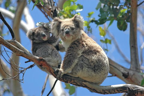LGBT+ Friendly 2 Day Private Tour Great Ocean Road + Phillip Island - Accommodation QLD 1