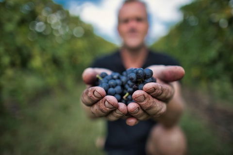 Feathertop Winery: Behind The Wines And Vines - Accommodation QLD 0