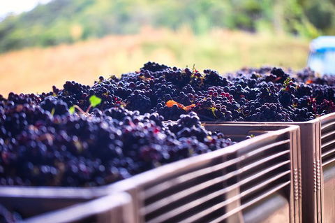 Feathertop Winery: Behind The Wines And Vines - Accommodation QLD 3