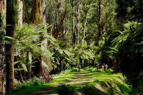 Aqueduct And Rail Trail Self-Guided Bike Tour In Warburton - Accommodation QLD 1