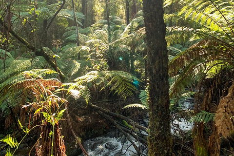 Hiking Tour To Aqueduct And Warburton Valley Lookout - Accommodation QLD 3