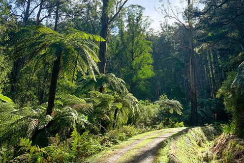 Hiking Tour To Aqueduct And Warburton Valley Lookout - Accommodation QLD 1
