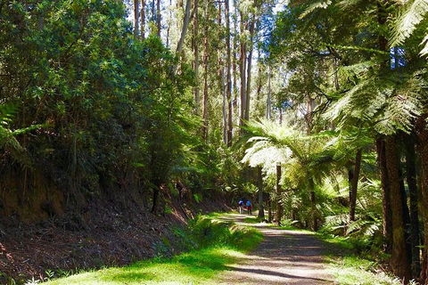 Half-Day Biking Activity From Aqueduct To California Redwoods - Accommodation QLD 2