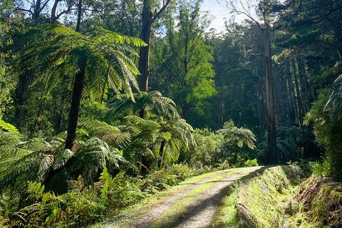 Half-Day Biking Activity From Aqueduct To California Redwoods - Accommodation QLD 1