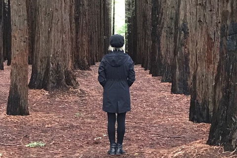 Private Aqueduct To California Redwoods Hiking Tour - Accommodation QLD 1