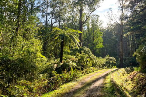 Private Aqueduct To California Redwoods Hiking Tour - Accommodation QLD 0