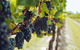 Italy In The Yarra Valley Premium Food And Wine Day - thumb 6