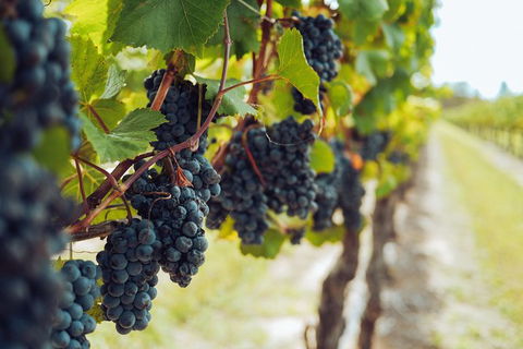 Italy In The Yarra Valley Premium Food And Wine Day - Accommodation QLD 6