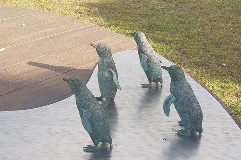 Phillip Island Penguin And Wildlife Tour - Accommodation QLD 14