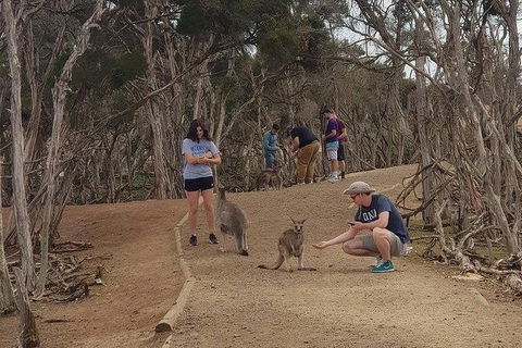 Phillip Island Penguin And Wildlife Tour - Accommodation QLD 34