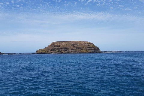 Phillip Island Penguin And Wildlife Tour - Accommodation QLD 17