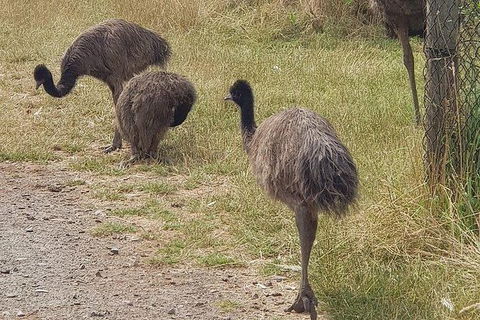 Phillip Island Penguin And Wildlife Tour - Accommodation QLD 32