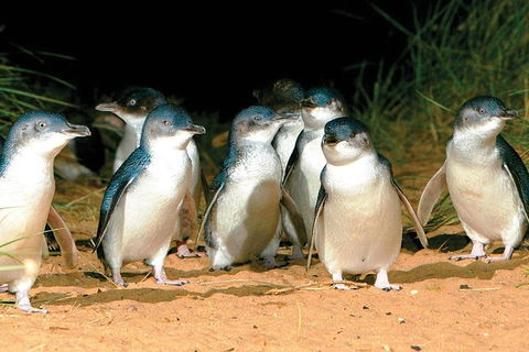 Phillip Island Penguin And Wildlife Tour - Accommodation QLD 0
