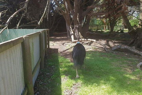 Phillip Island Penguin And Wildlife Tour - Accommodation QLD 5