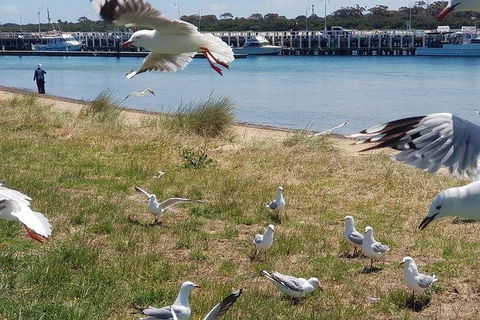 Phillip Island Penguin And Wildlife Tour - Accommodation QLD 1