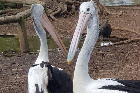 Phillip Island Penguin And Wildlife Tour - Accommodation QLD 6