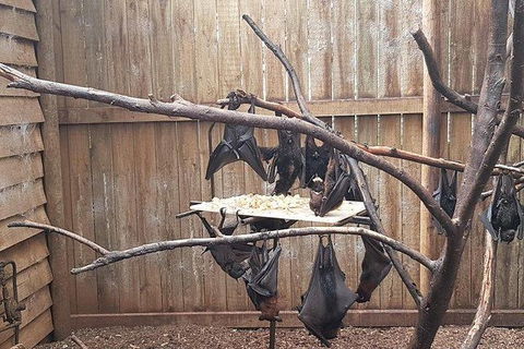 Phillip Island Penguin And Wildlife Tour - Accommodation QLD 31