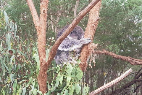 Phillip Island Penguin And Wildlife Tour - Accommodation QLD 16