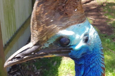 Phillip Island Penguin And Wildlife Tour - Accommodation QLD 19