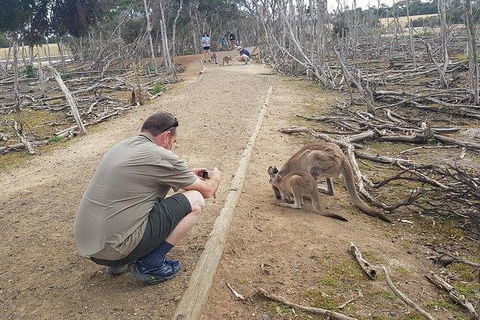 Phillip Island Penguin And Wildlife Tour - Accommodation QLD 30