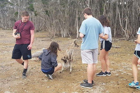 Phillip Island Penguin And Wildlife Tour - Accommodation QLD 3
