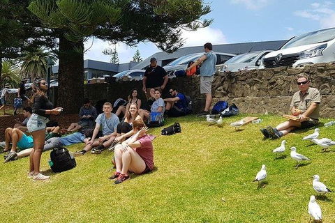 Phillip Island Penguin And Wildlife Tour - Accommodation QLD 22