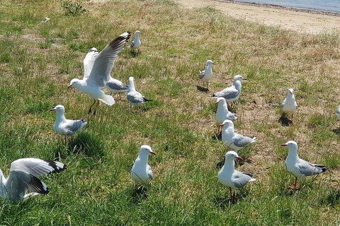 Phillip Island Penguin And Wildlife Tour - Accommodation QLD 9