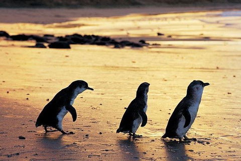 Phillip Island Penguin And Wildlife Tour - Accommodation QLD 13
