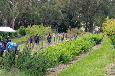Yarra Valley Wineries And Rayners Orchard Tour From Melbourne - Accommodation QLD 3