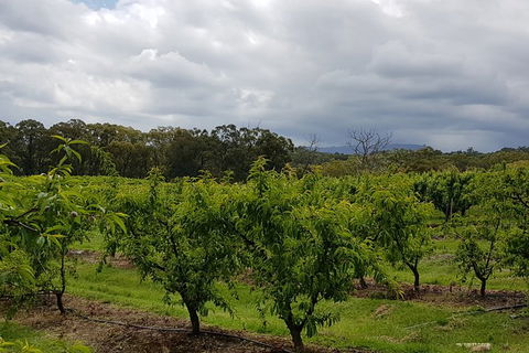 Day Tour Of Yarra Valley Puffing Billy And Rayners Orchard - Accommodation QLD 42