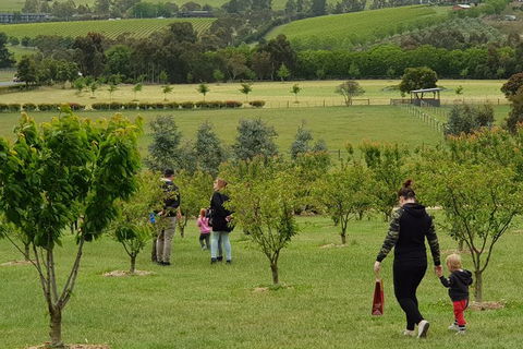 Day Tour Of Yarra Valley Puffing Billy And Rayners Orchard - Accommodation QLD 36