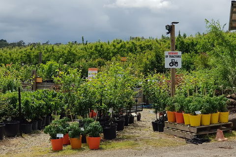 Day Tour Of Yarra Valley Puffing Billy And Rayners Orchard - Accommodation QLD 46