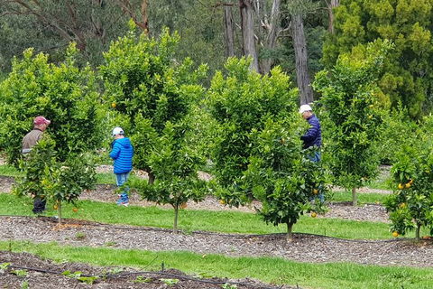 Day Tour Of Yarra Valley Puffing Billy And Rayners Orchard - Accommodation QLD 1
