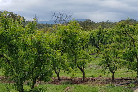 Day Tour Of Yarra Valley Puffing Billy And Rayners Orchard - Accommodation QLD 41