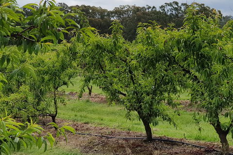 Day Tour Of Yarra Valley Puffing Billy And Rayners Orchard - Accommodation QLD 49