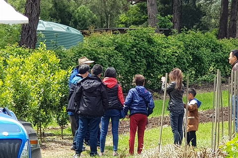 Day Tour Of Yarra Valley Puffing Billy And Rayners Orchard - Accommodation QLD 16